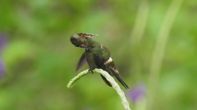 Butterfly Coquette - ML623614532