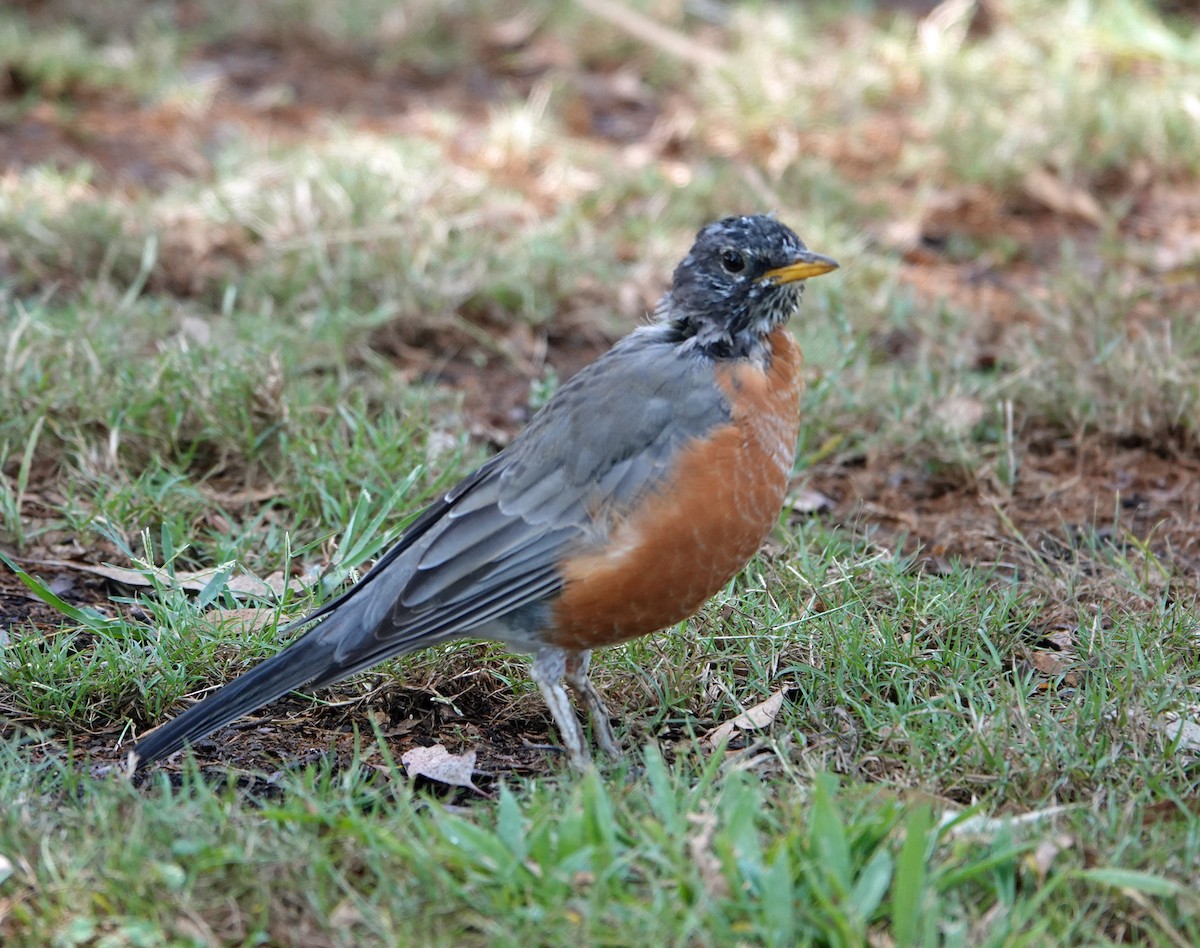 American Robin - ML623614580