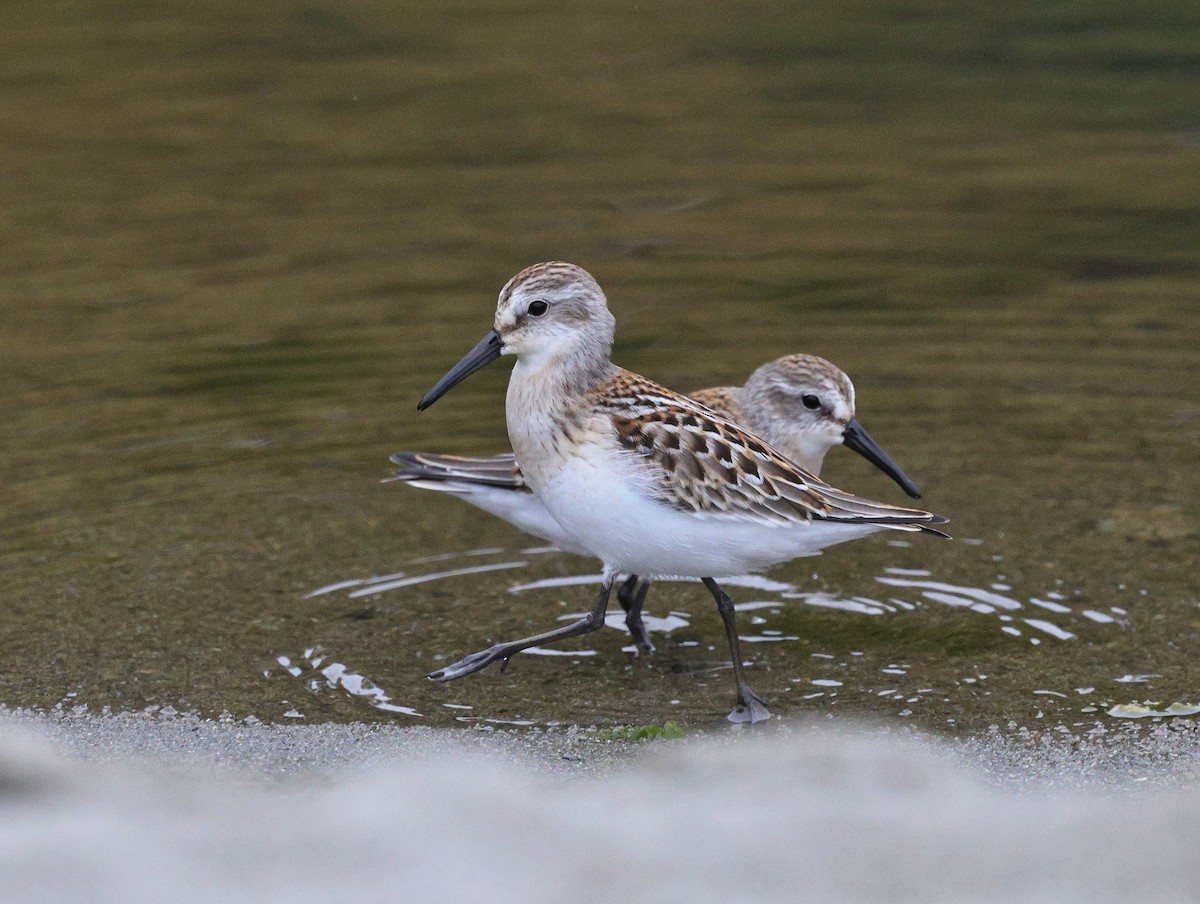 Bergstrandläufer - ML623614599