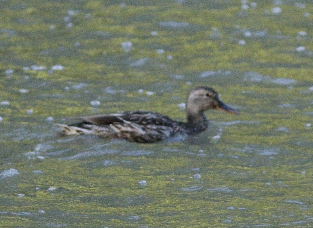 Mallard - Alexander "Sasha" Keyel