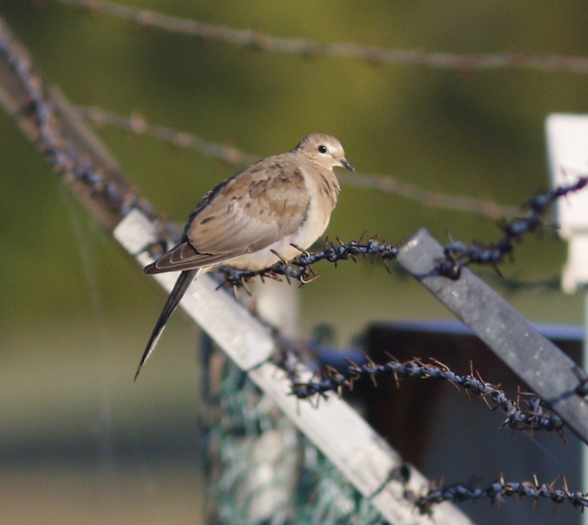 Mourning Dove - ML623614618