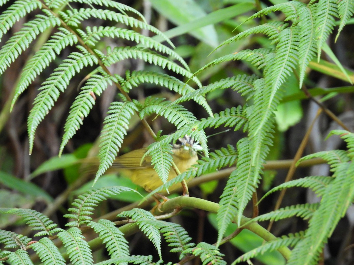 Three-striped Warbler - ML623614619