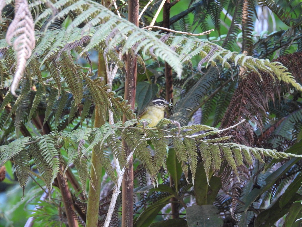 Three-striped Warbler - ML623614620