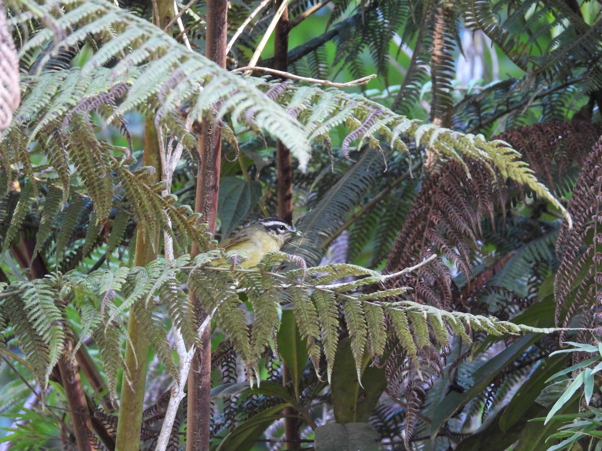 Three-striped Warbler - ML623614621