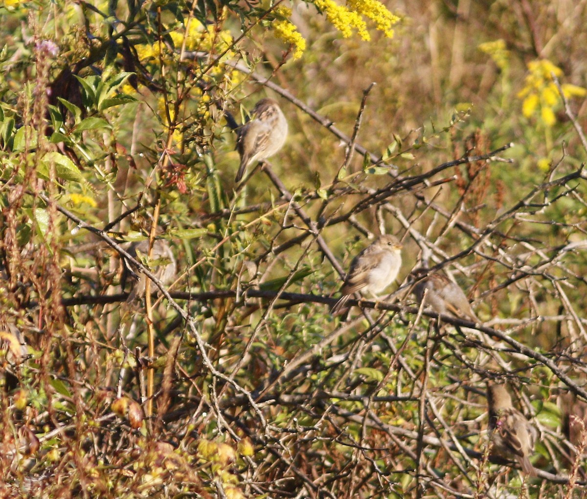 House Sparrow - ML623614661