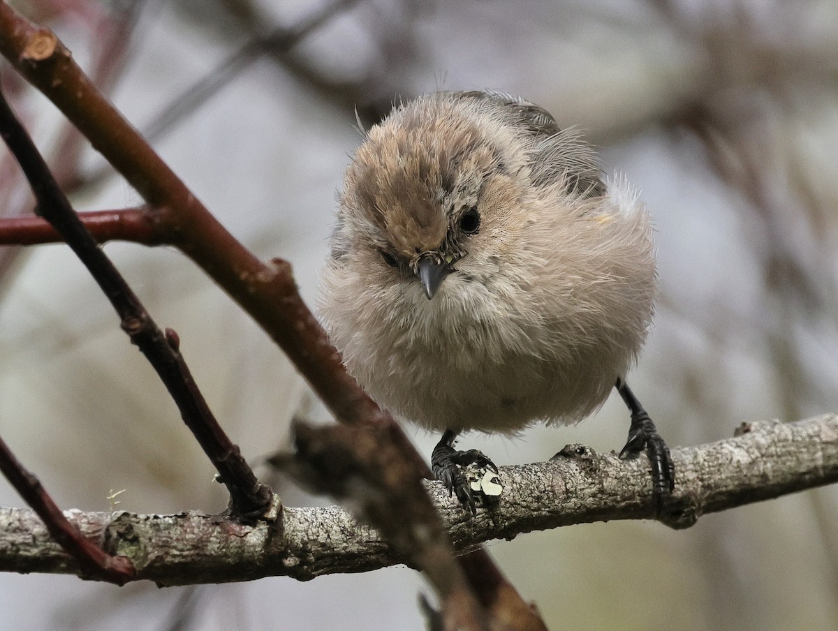 Bushtit - ML623614664