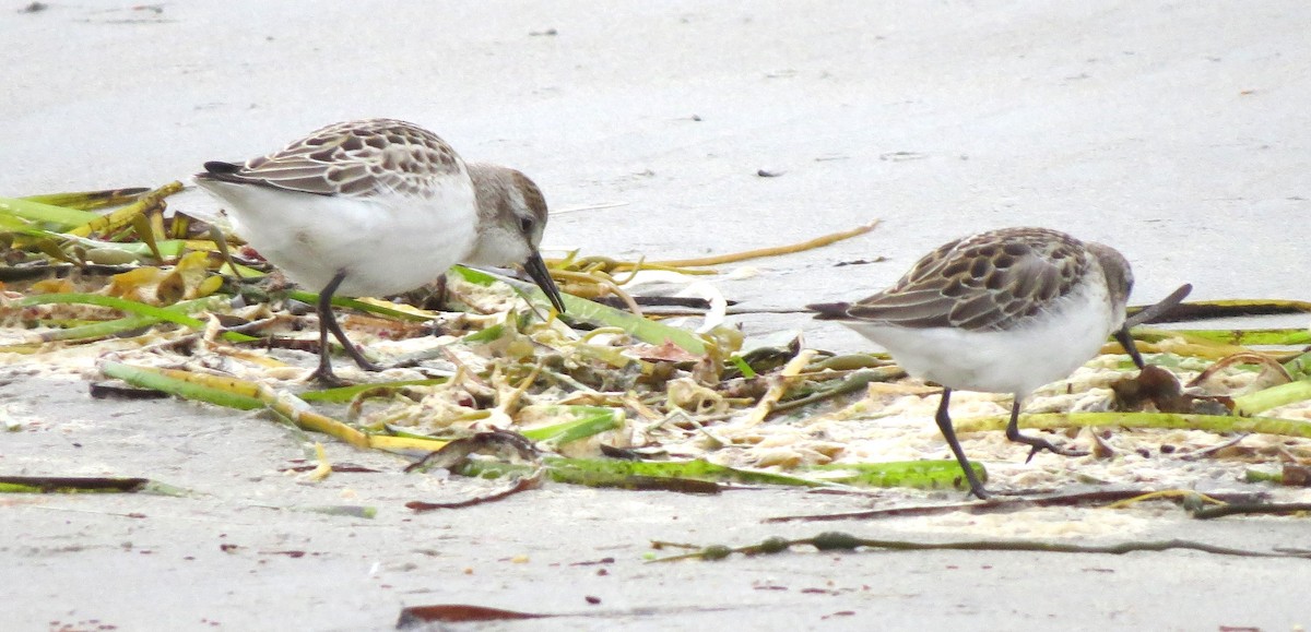 Semipalmated Sandpiper - ML623614671