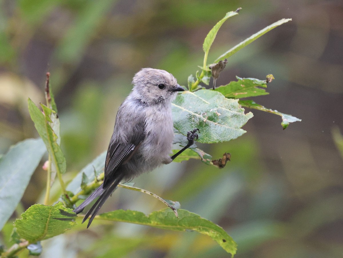 Bushtit - ML623614684