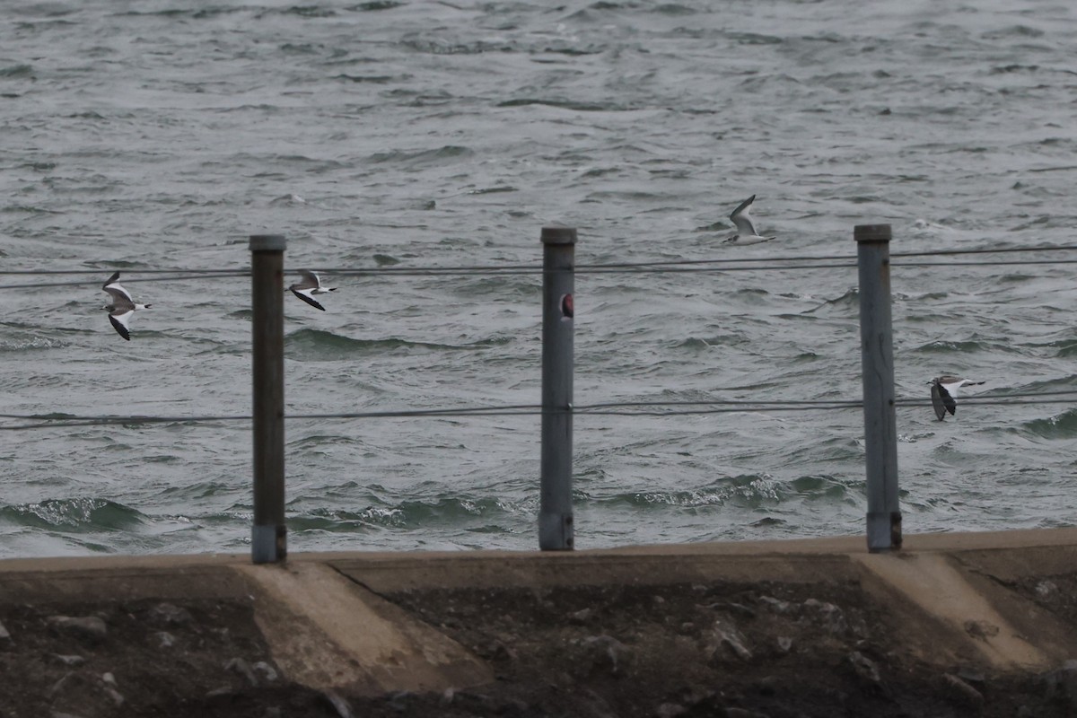 Sabine's Gull - ML623614690