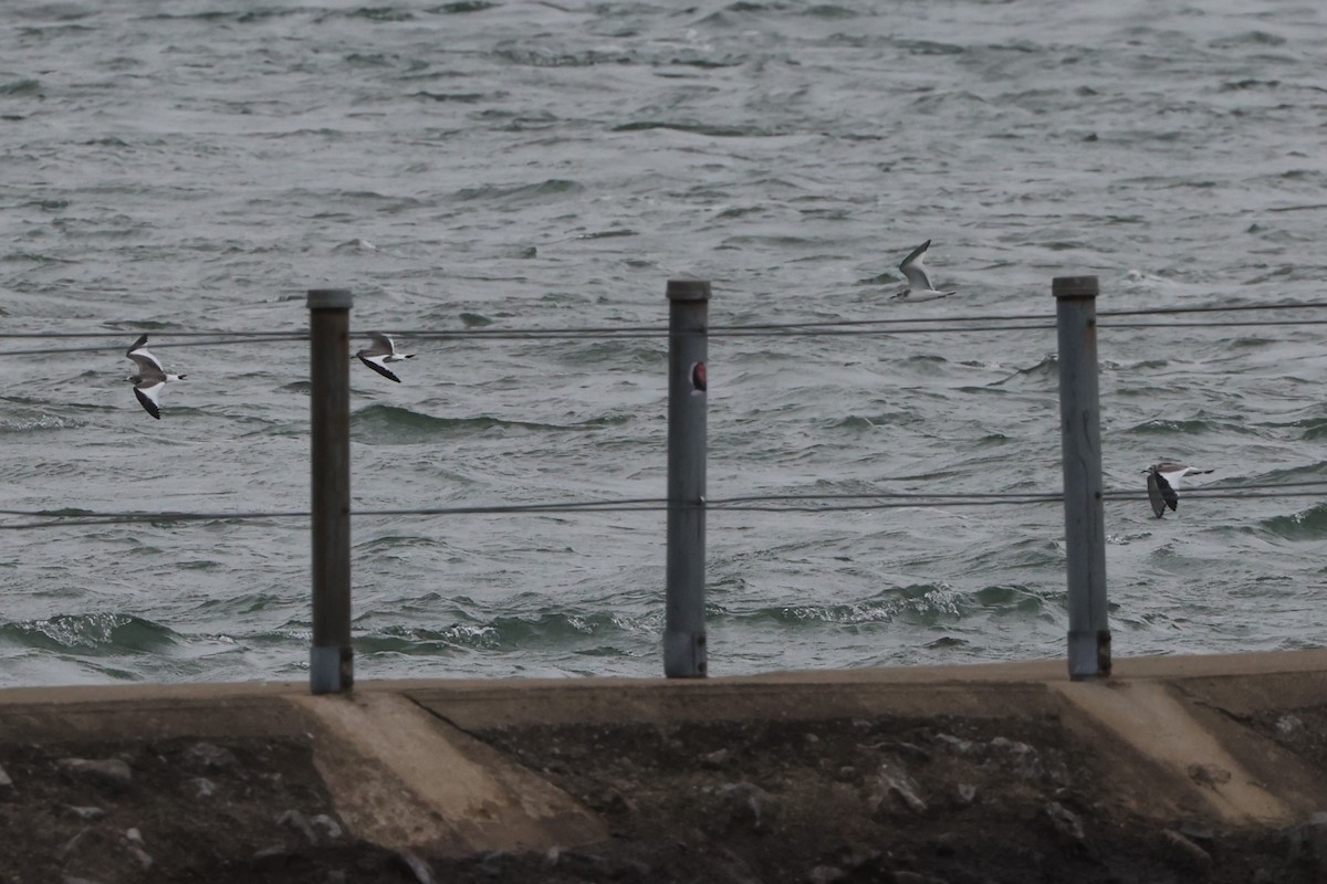 Sabine's Gull - Brad Carlson