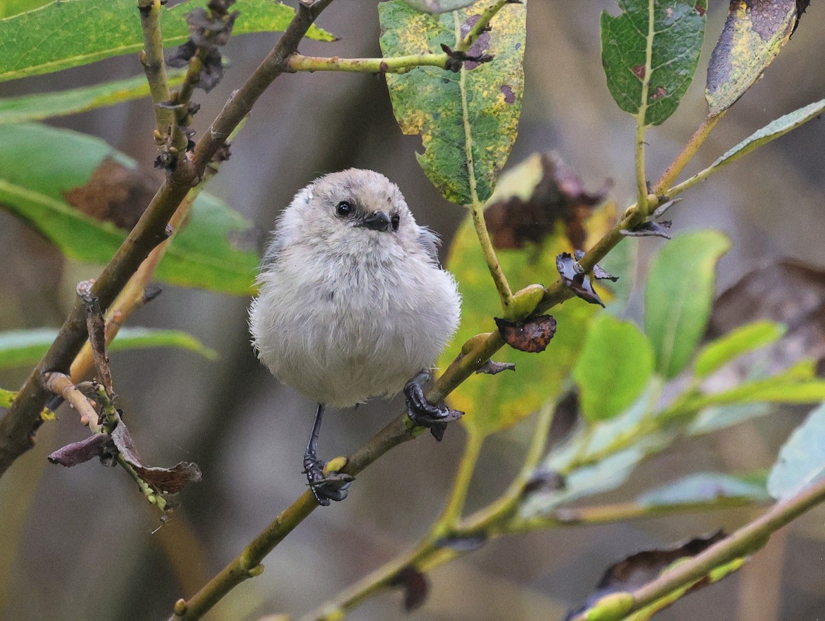 Bushtit - ML623614692