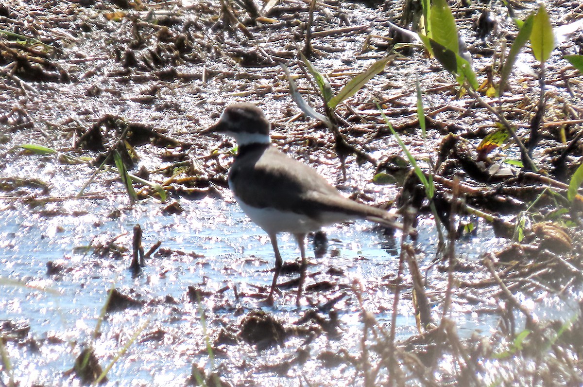 Killdeer - ML623614710