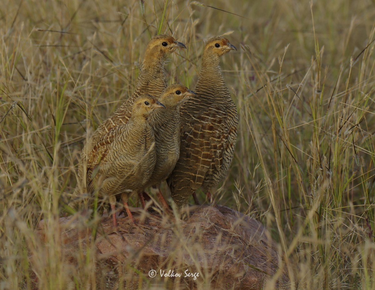 Gray Francolin - ML623614741