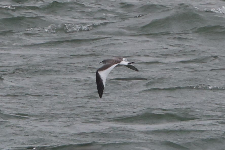 Sabine's Gull - ML623614800