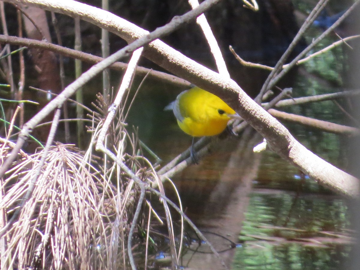 Prothonotary Warbler - Tamie Bulow