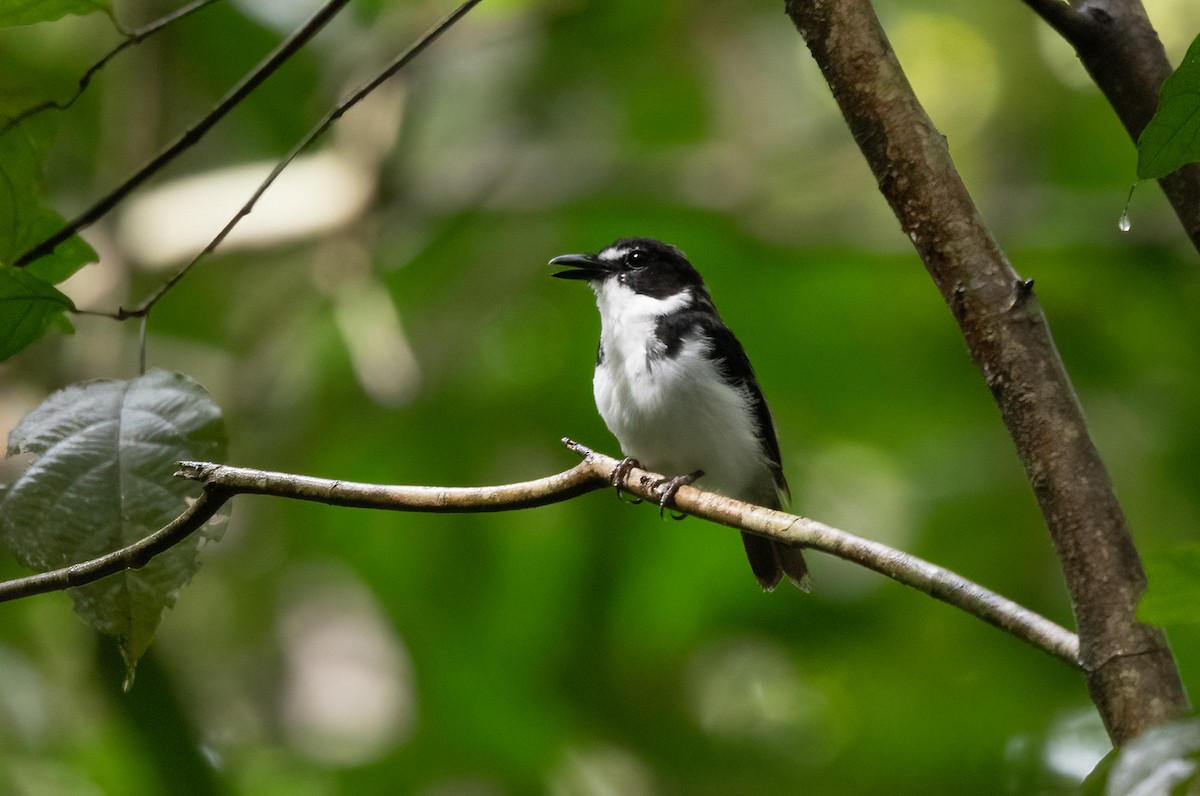 Black-sided Robin - John Sterling