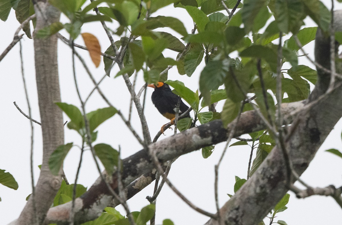 Yellow-faced Myna - ML623614816