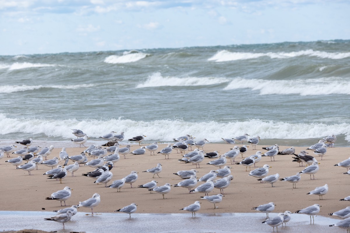 Lesser Black-backed Gull - ML623614837