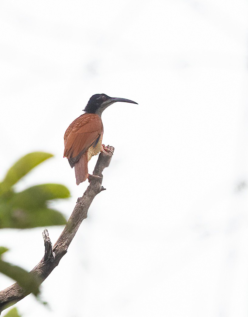 Magnificent Riflebird - ML623614910