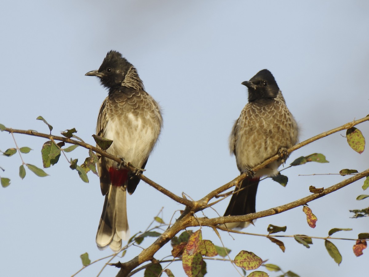 Red-vented Bulbul - ML623614988