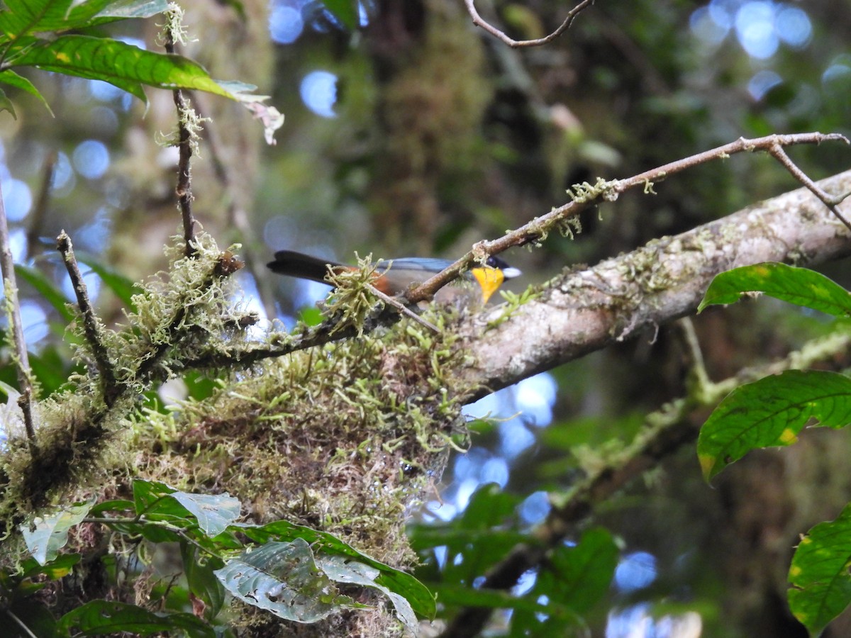 Yellow-throated Tanager - ML623615025