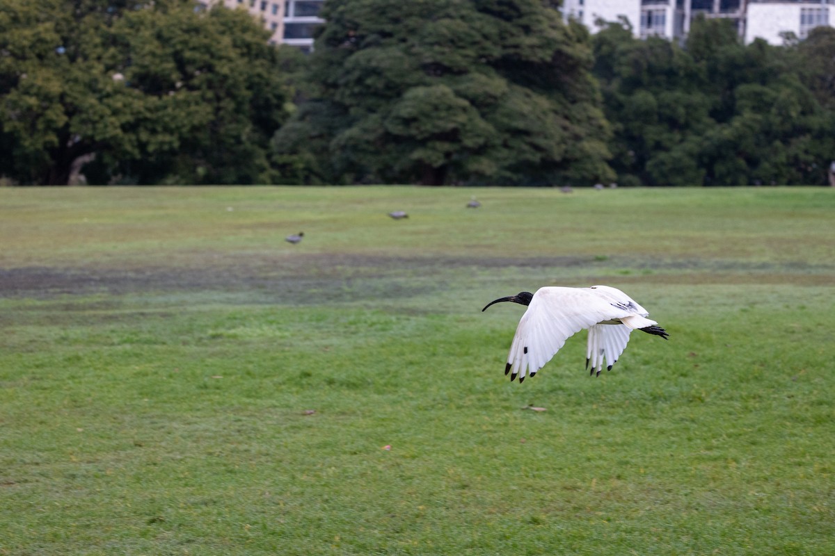 Ibis Moluqueño - ML623615096