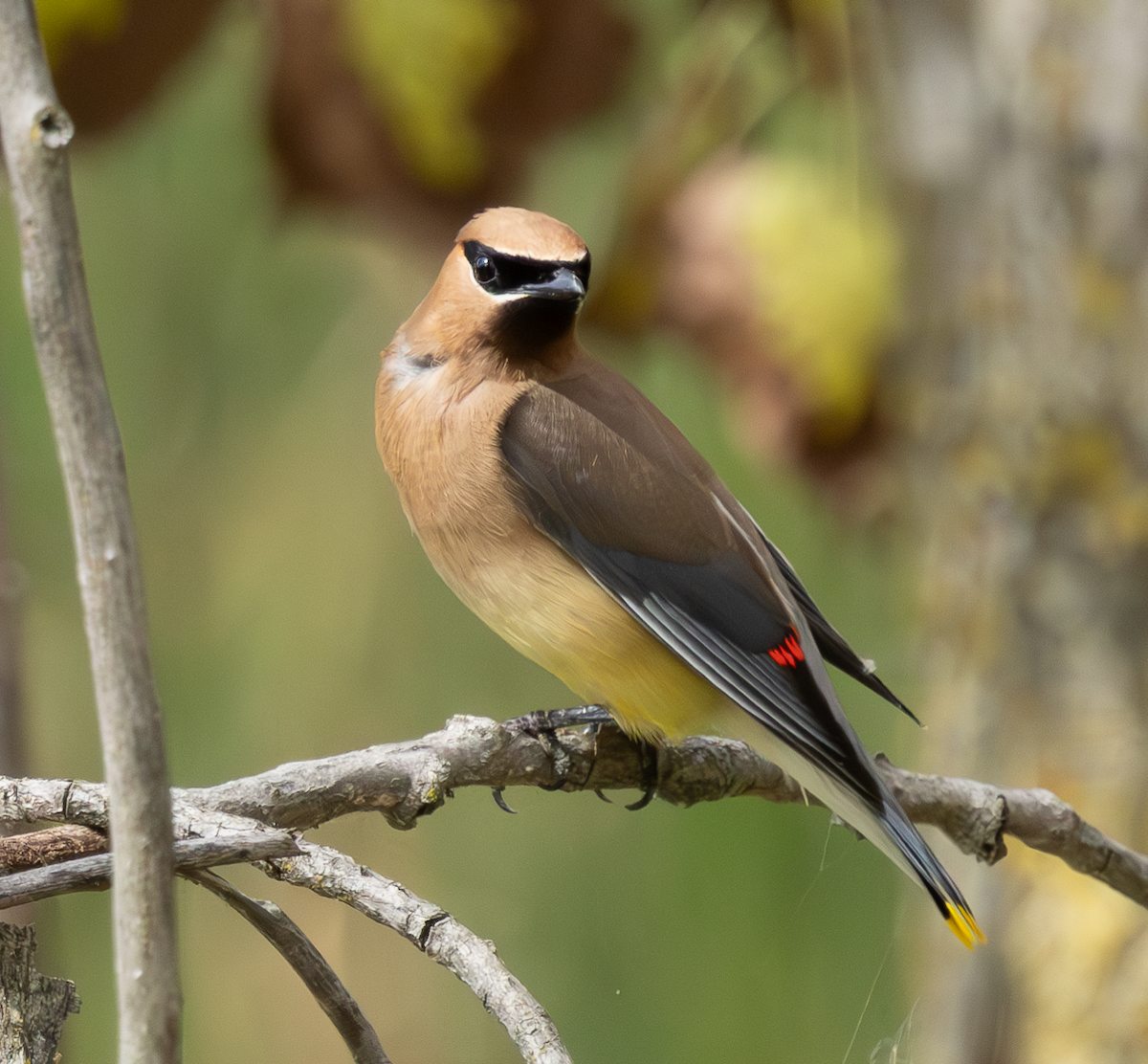 Cedar Waxwing - ML623615172