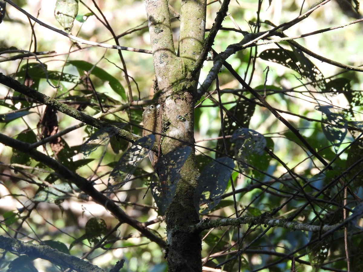 Olive-backed Woodcreeper - ML623615194