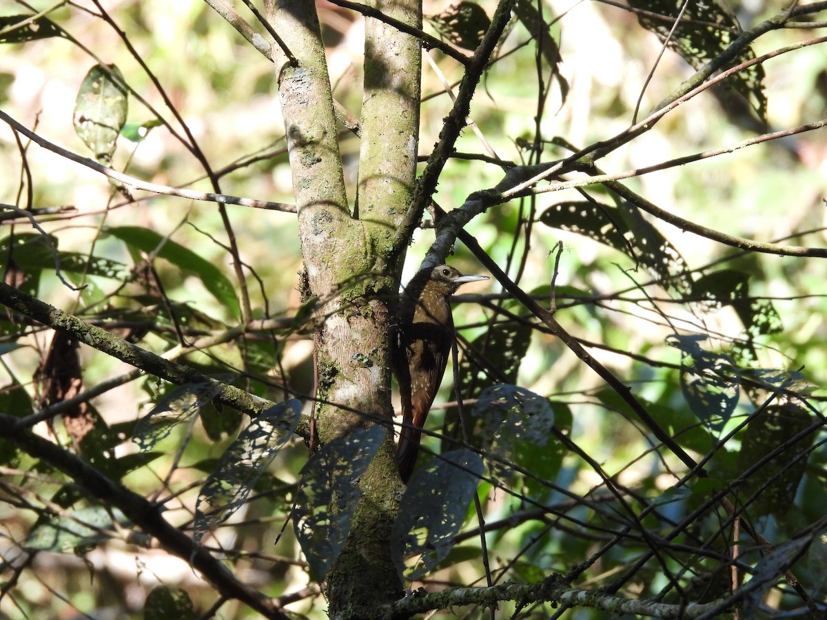 Olive-backed Woodcreeper - ML623615195