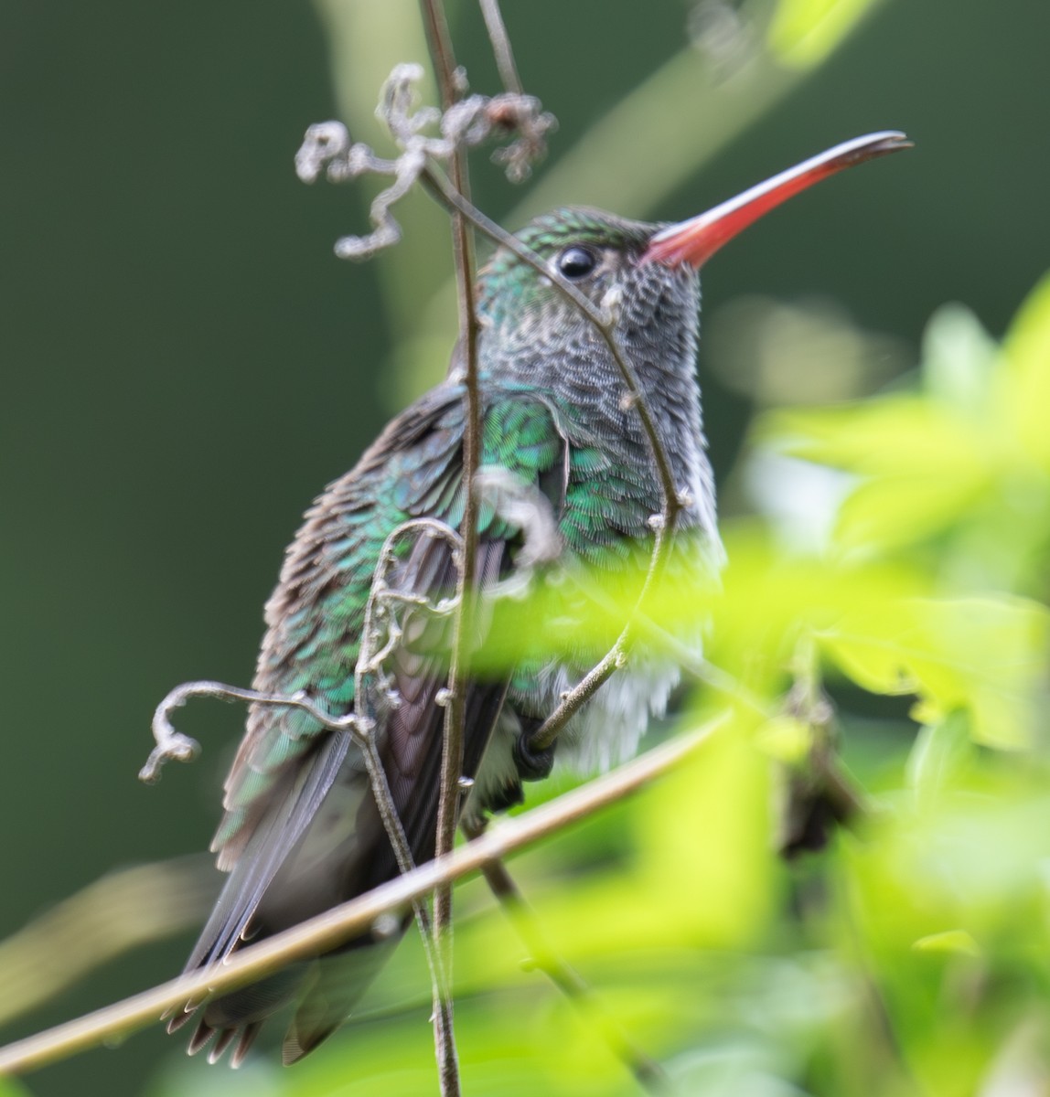 Glittering-throated Emerald - ML623615287