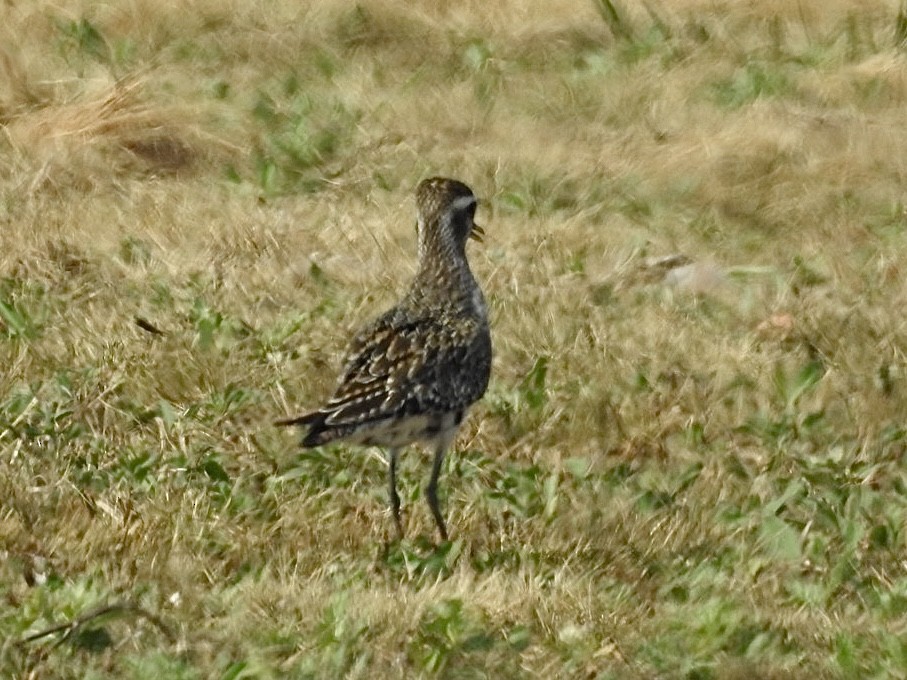 American Golden-Plover - ML623615314