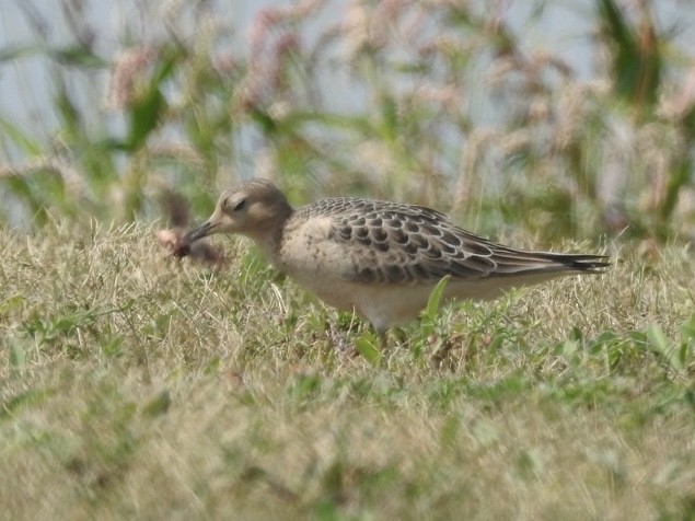 Buff-breasted Sandpiper - ML623615332