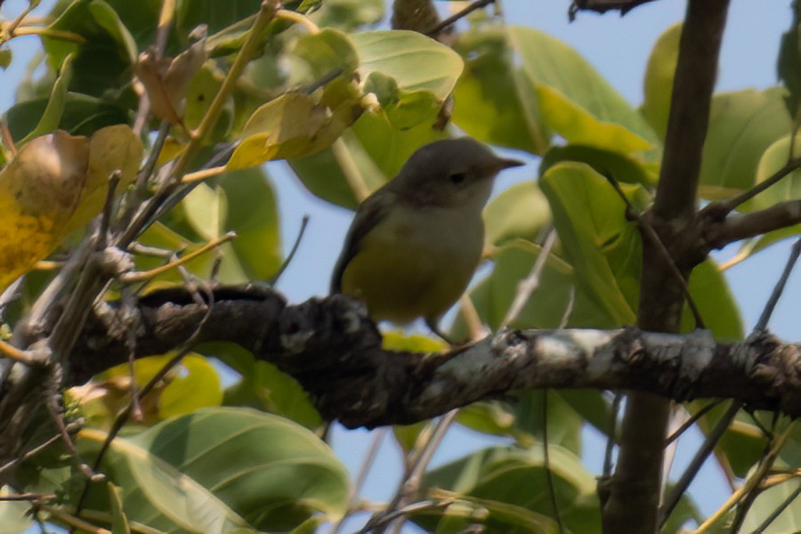 Senegal Eremomela - ML623615337