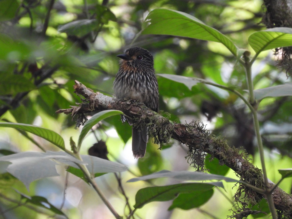 Black-streaked Puffbird - Bev Agler