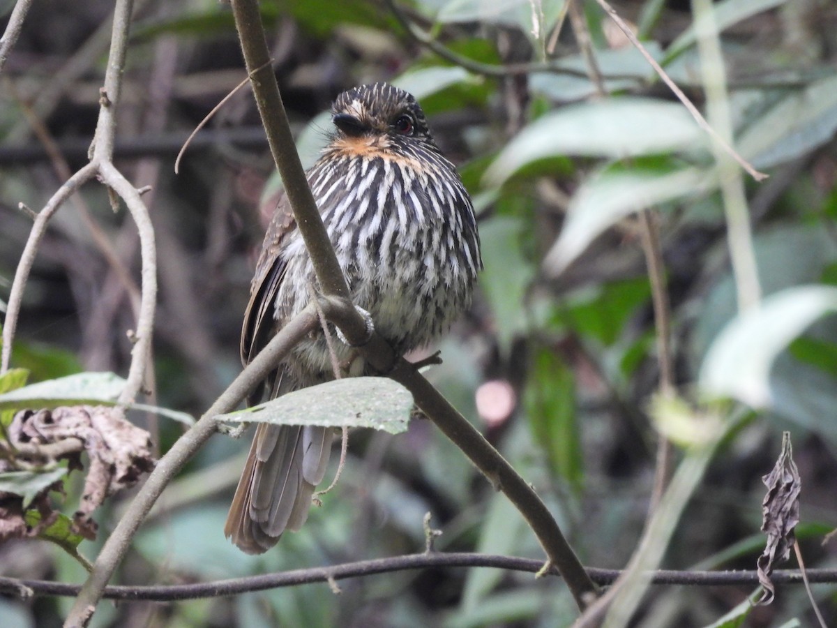 Black-streaked Puffbird - ML623615356