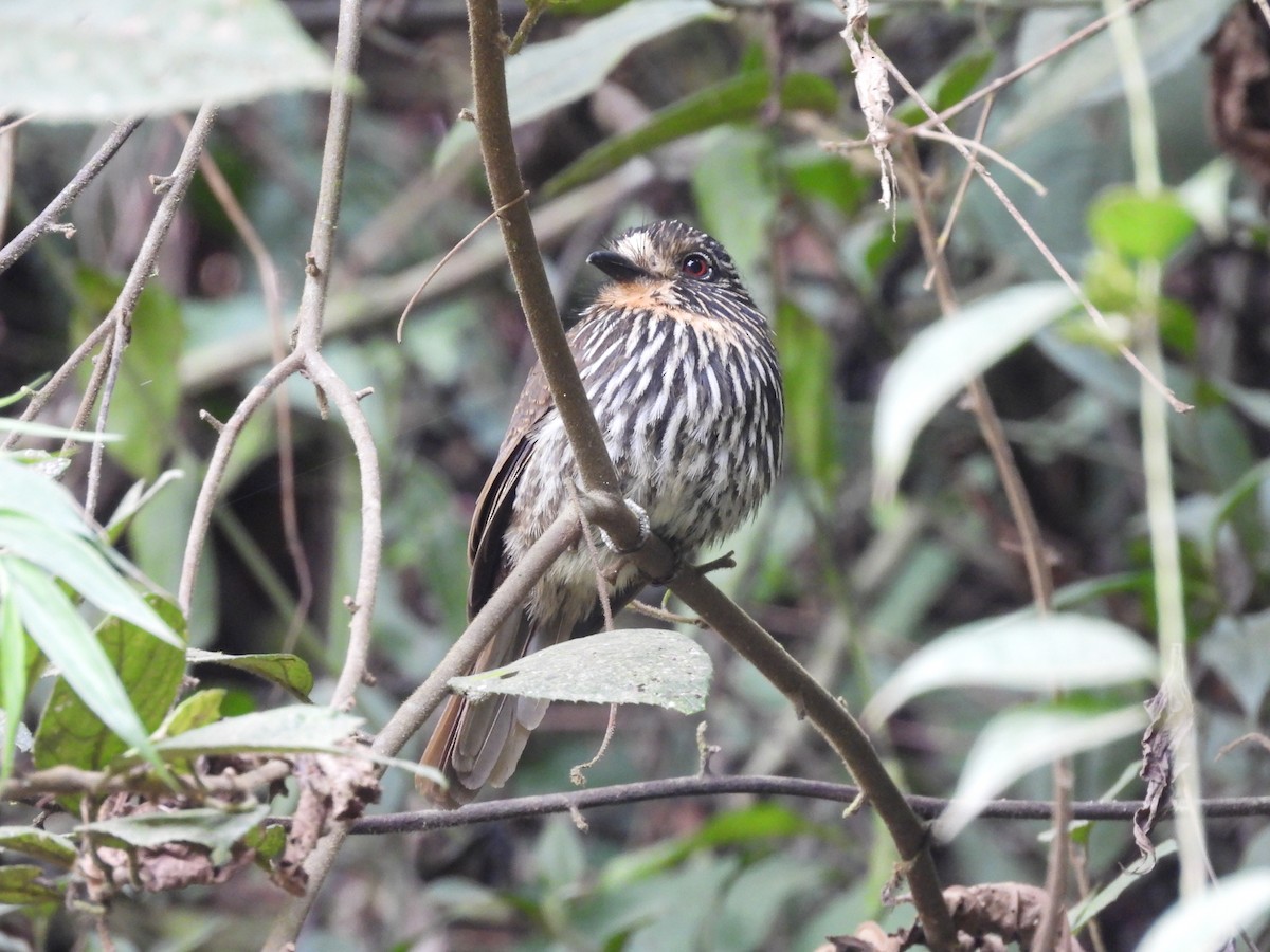 Black-streaked Puffbird - ML623615357