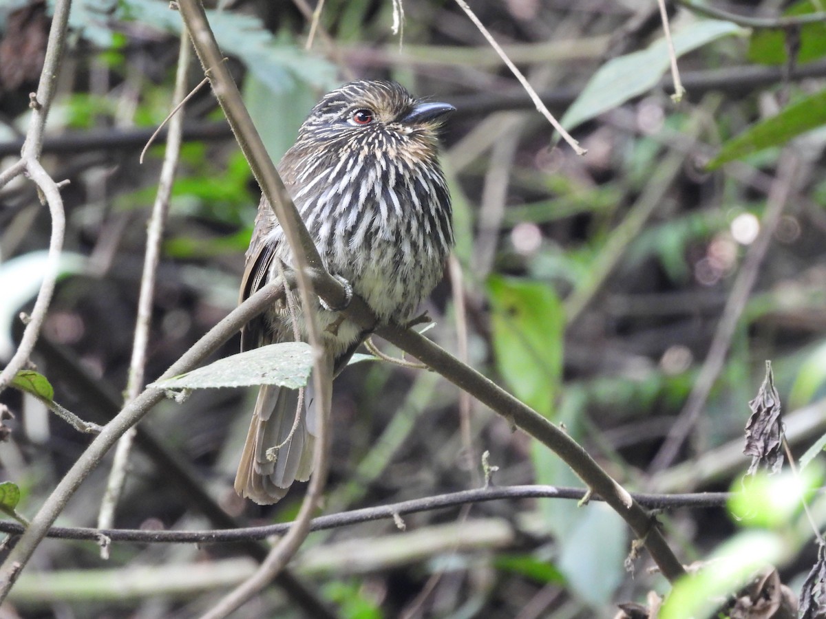 Black-streaked Puffbird - ML623615358