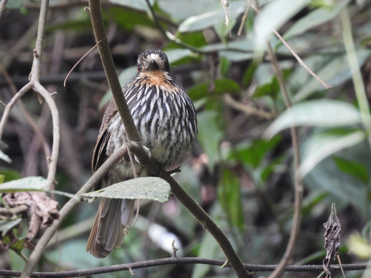 Black-streaked Puffbird - ML623615359