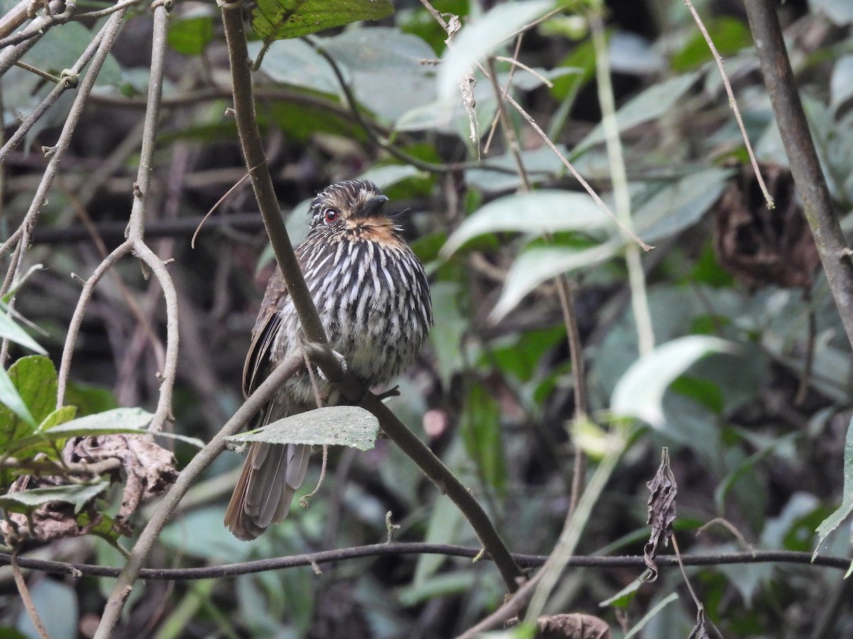 Black-streaked Puffbird - Bev Agler