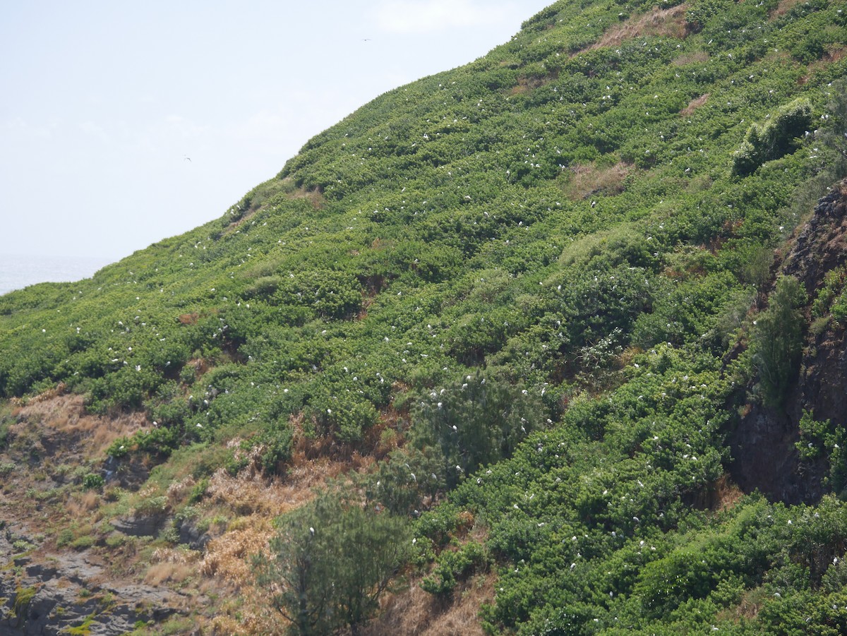 紅腳鰹鳥 - ML623615375