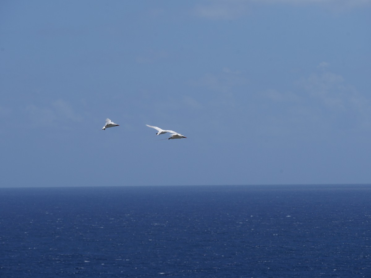 紅尾熱帶鳥 - ML623615406