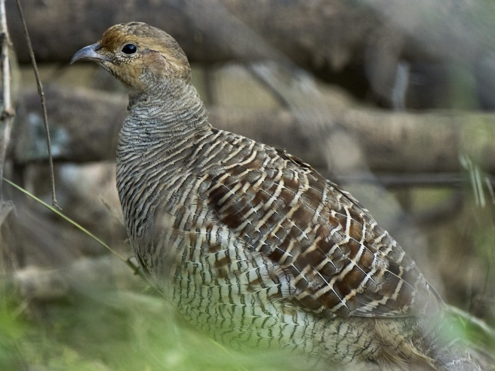 Gray Francolin - ML623615407