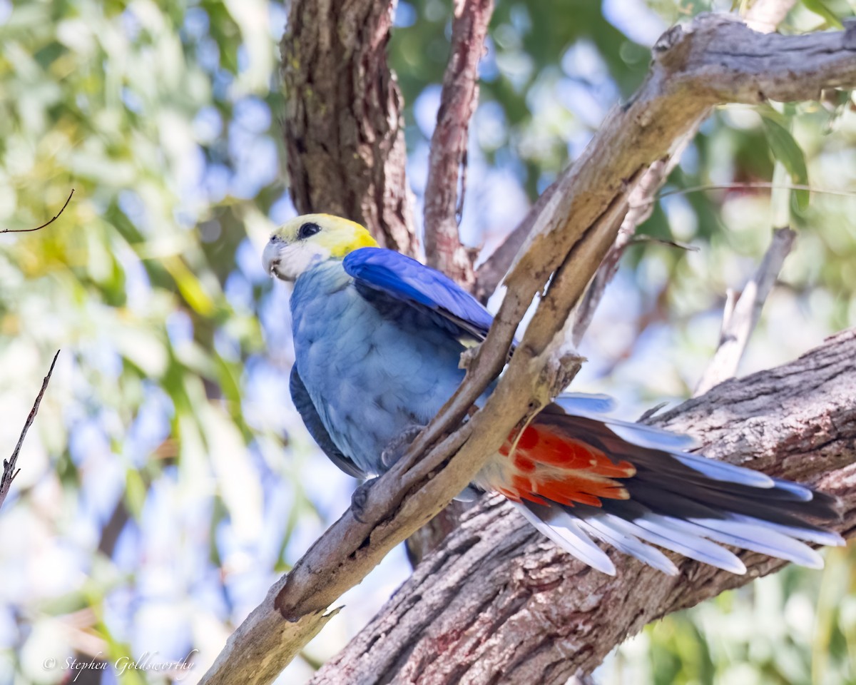 Pale-headed Rosella - ML623615412