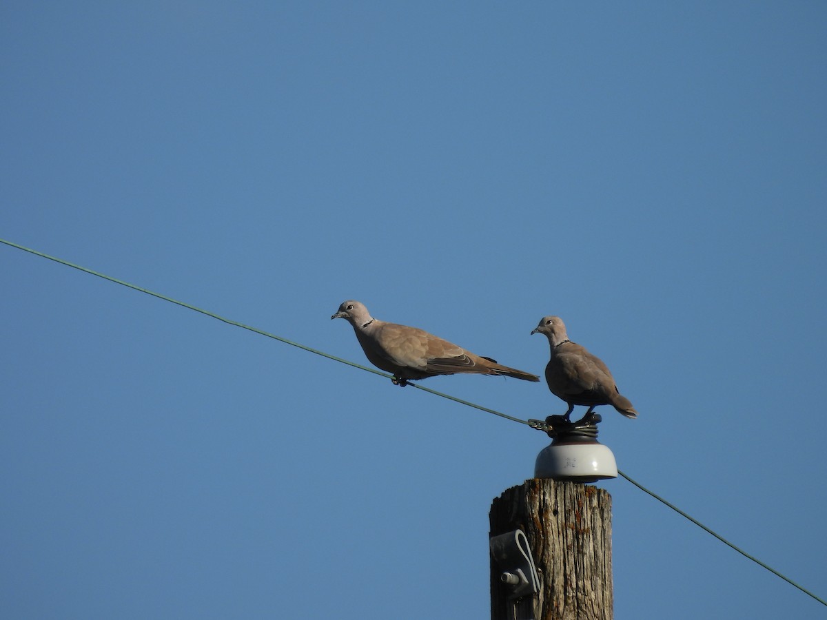 Eurasian Collared-Dove - ML623615413