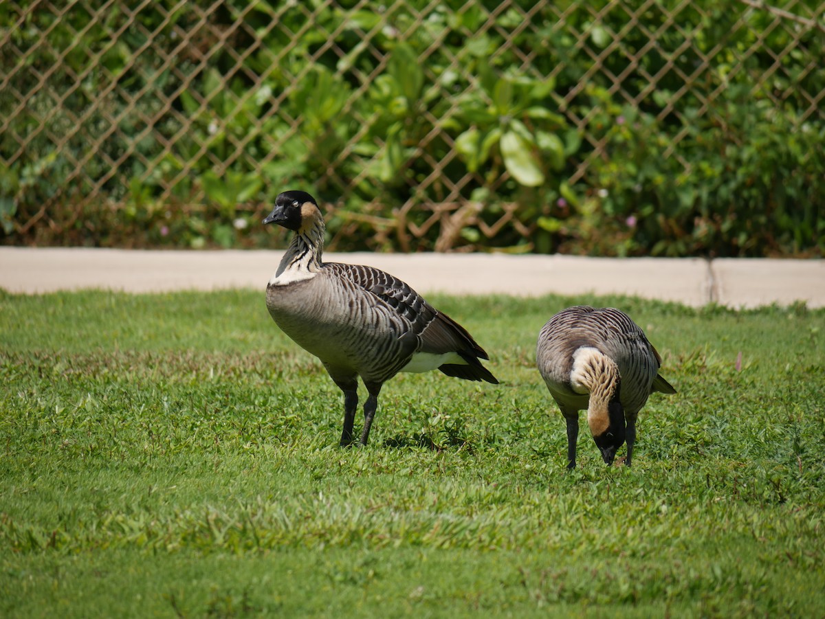 Hawaiian Goose - ML623615415
