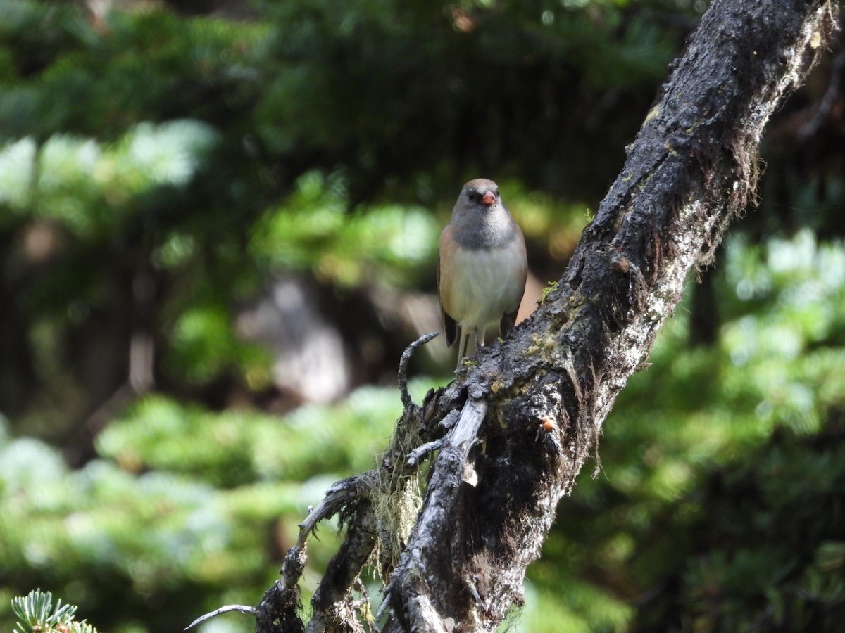 Dark-eyed Junco - ML623615422