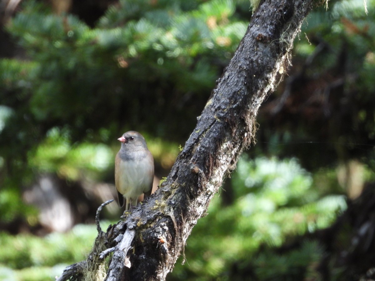 Dark-eyed Junco - ML623615423