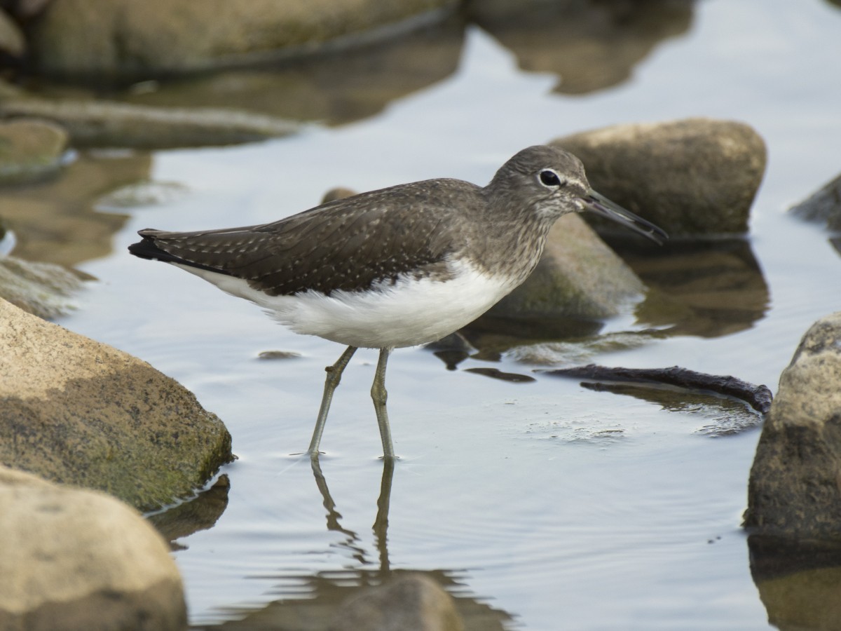 Green Sandpiper - Volkov Sergey