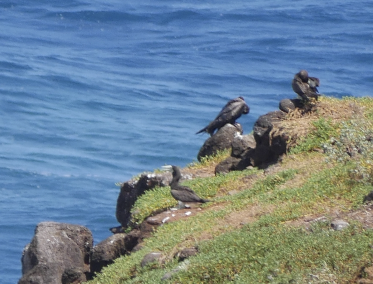 白腹鰹鳥 - ML623615447