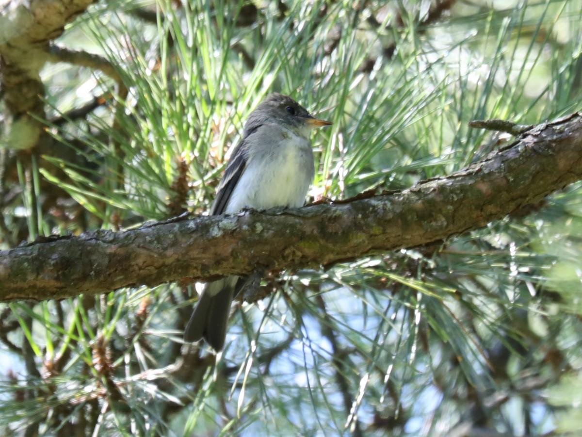 Eastern Wood-Pewee - Jeff Stetson